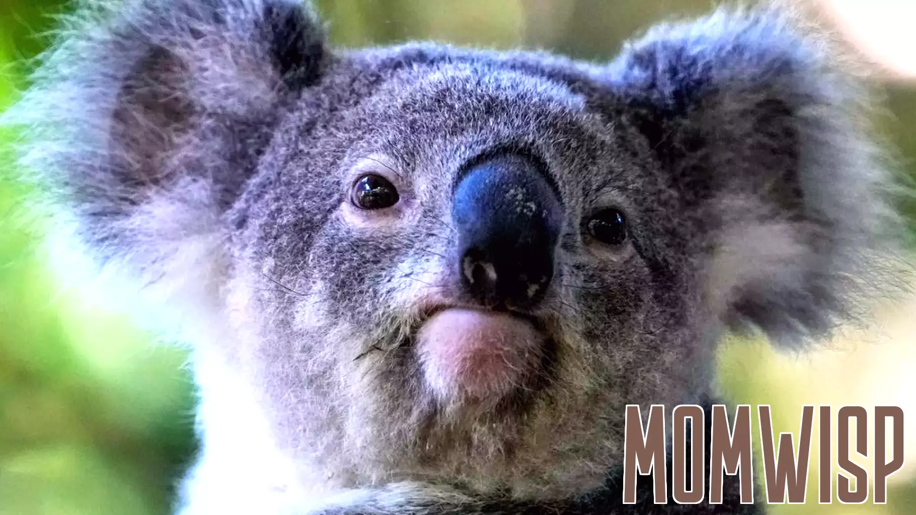 Koala Parenting Sounds Lovely And Cuddly, But It Could Be A Recipe For Burnout