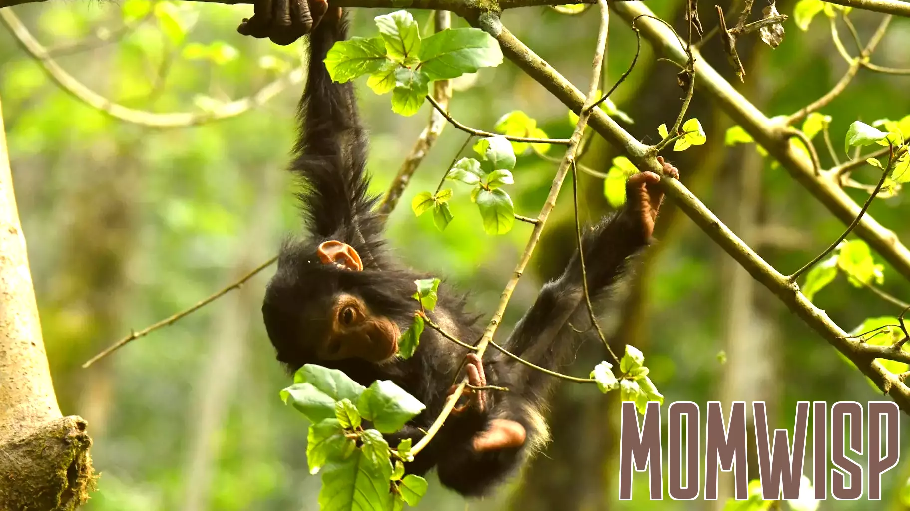 Young Chimpanzees: Risk-Takers in the Trees and the Role of Parenting