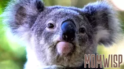 Koala Parenting Sounds Lovely And Cuddly, But It Could Be A Recipe For Burnout