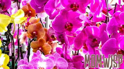 Prepare for Mother's Day with a Surprising Parenting Insight